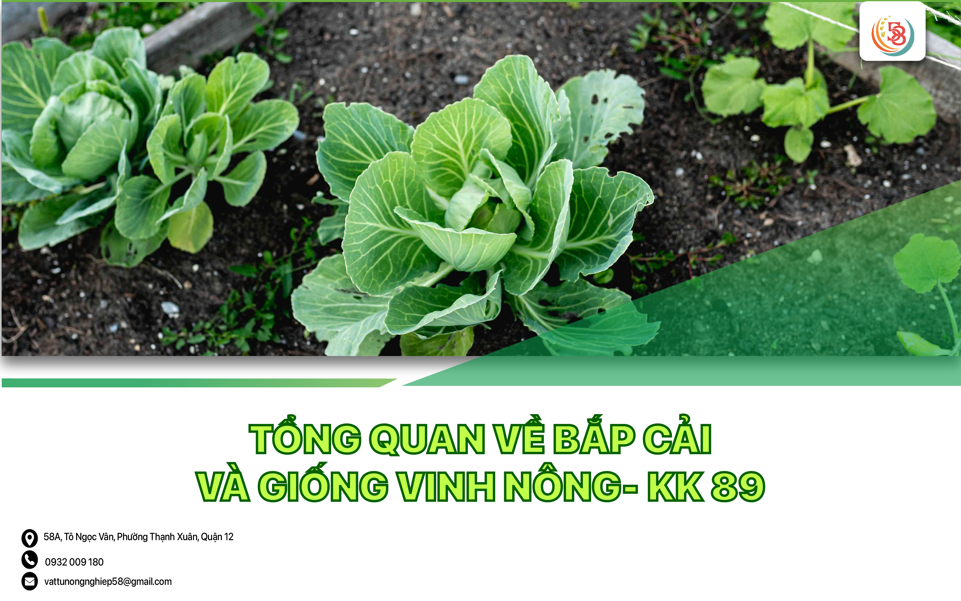 Tổng Quan Về Bắp Cải Và Giống Vinh Nông - KK 89